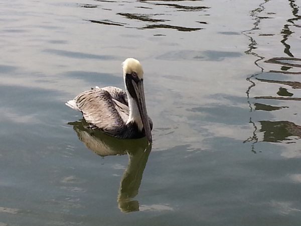 Pelican Watching