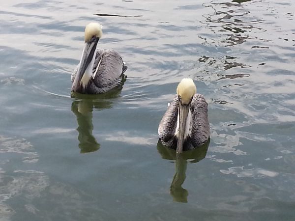 Pelican two