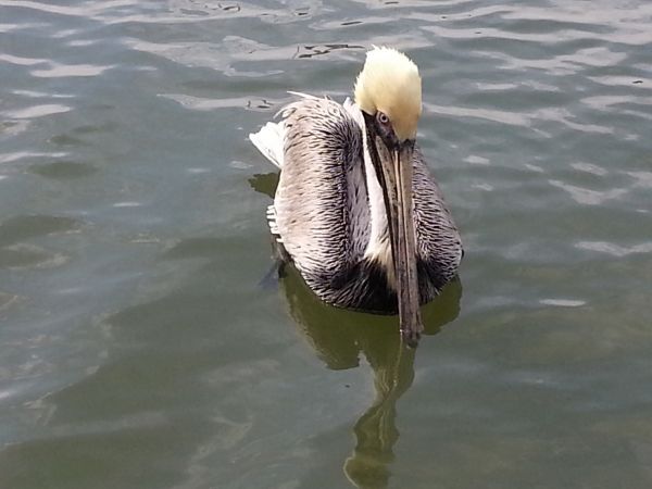 Pelican in Shem Creek
