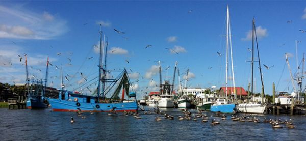 Shem Creek Birds