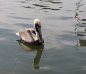 Pelican Watching