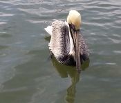 Pelican in Shem Creek