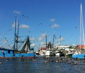 Shem Creek Birds