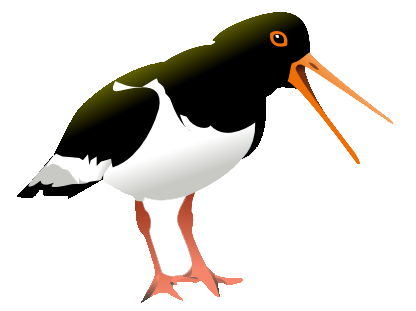 Oyster Catcher Bird